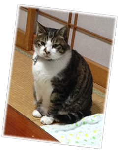 こうたろう君　ミックス　オス猫